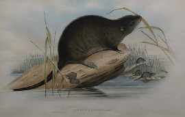 Appraisal: Gould John Hydromys Fuliginosus Sooty Beaver Rat col lithograph plate