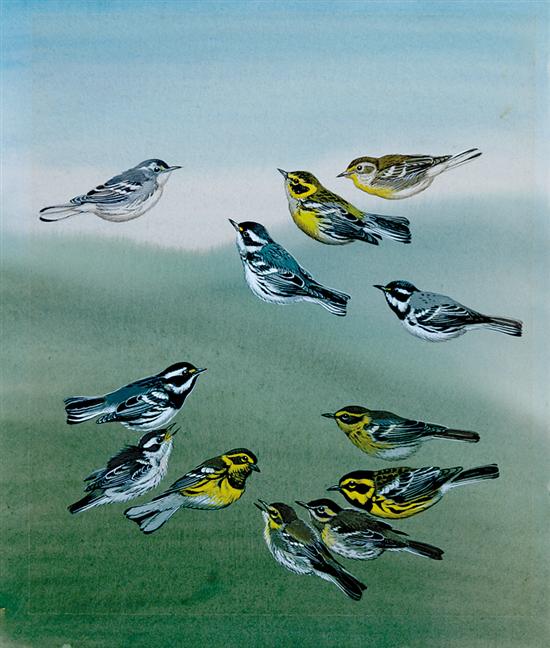 Appraisal: Edward Von Siebold Dingle South Carolina - WARBLERS OF NORTH