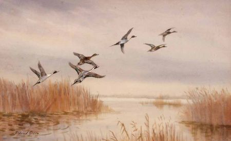 Appraisal: ROLAND GREEN - BRITISH Signed Watercolour Pintail Rising x -