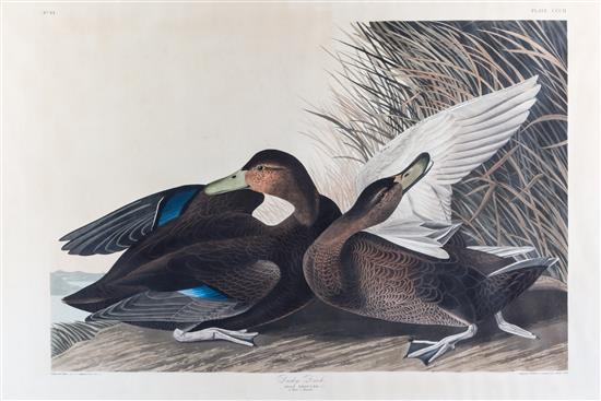 Appraisal: Sale Lot AUDUBON JOHN JAMES after HAVELL ROBERT Dusky Duck