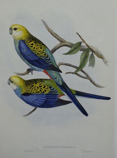 Appraisal: Pale-headed Parrakeet Platycercus Palliceps Lithograph by Elizabeth Gould