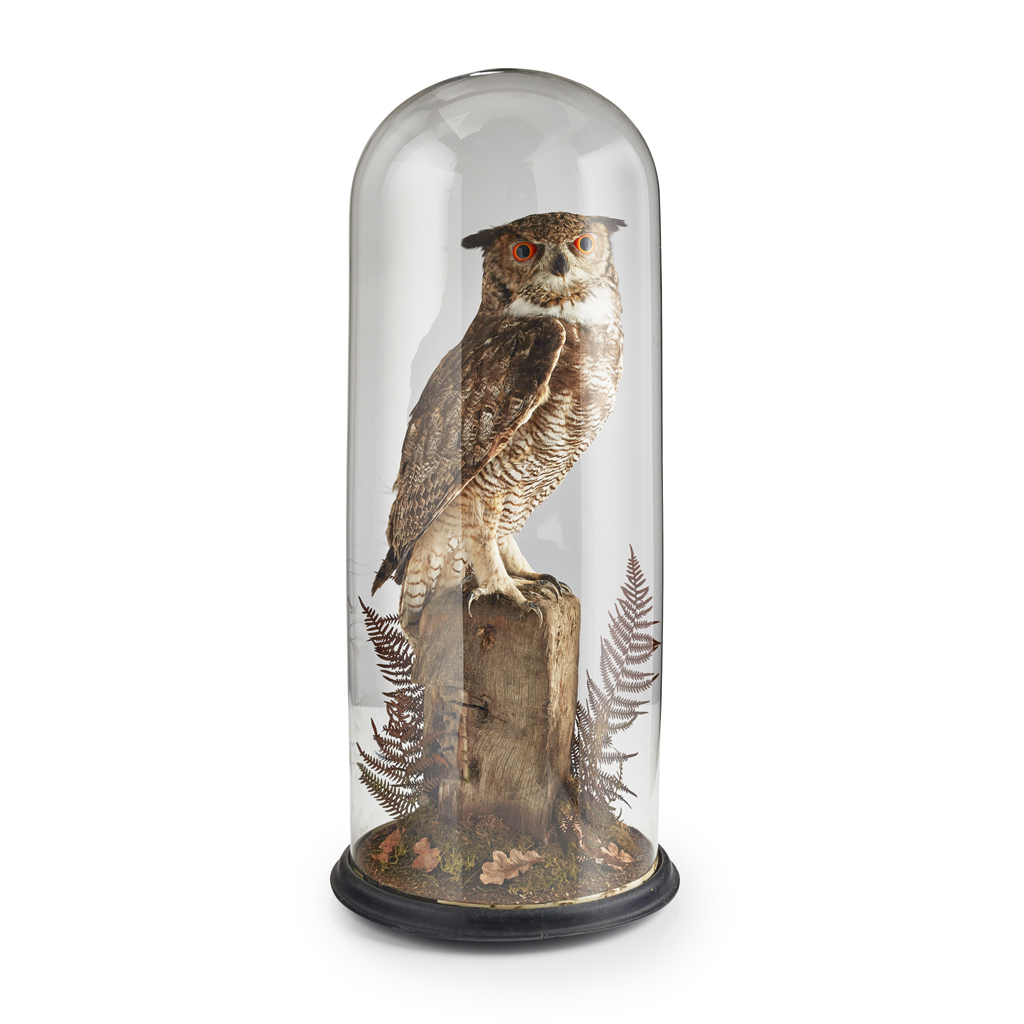 Appraisal: TAXIDERMY EURASIAN EAGLE OWL AND DOME LATE TH CENTURY AND