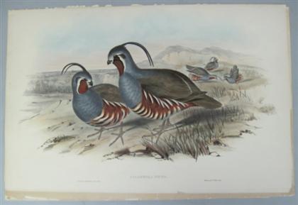 Appraisal: pieces Hand-Colored Lithographs Gould J E Richter H C Plumed