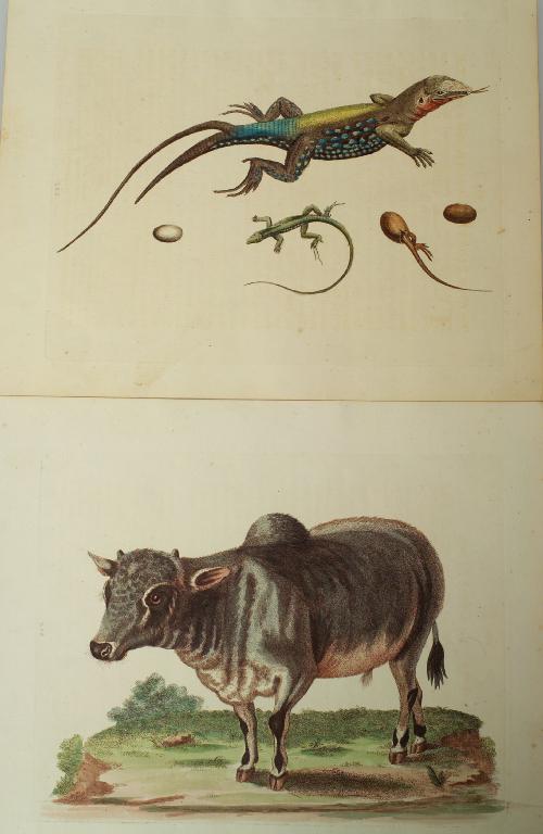 Appraisal: SET OF THREE GEORGE EDWARDS HAND-COLOURED ENGRAVINGS MID- th CENTURY