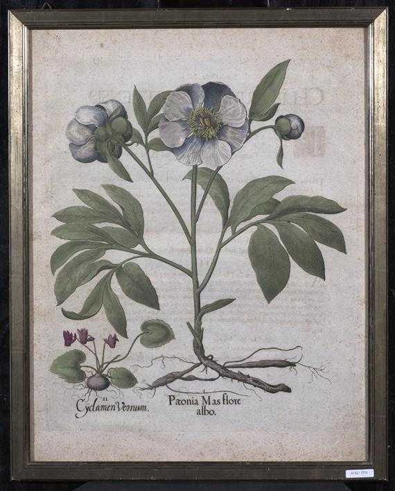 Appraisal: BOTANY-Besler Basilius circa after I Paonia Mas Flore albo II