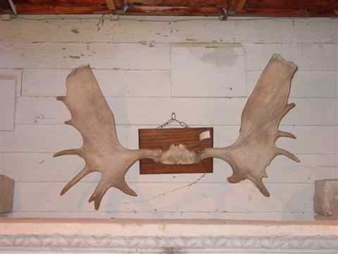 Appraisal: VINTAGE MOOSE ANTLERS w in Other Notes DHS