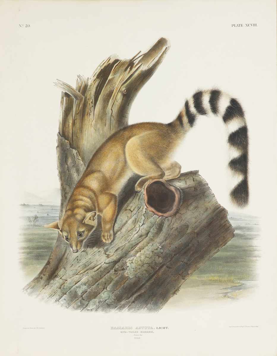 Appraisal: John James Audubon American - After Bassaris Astuta Light Ring