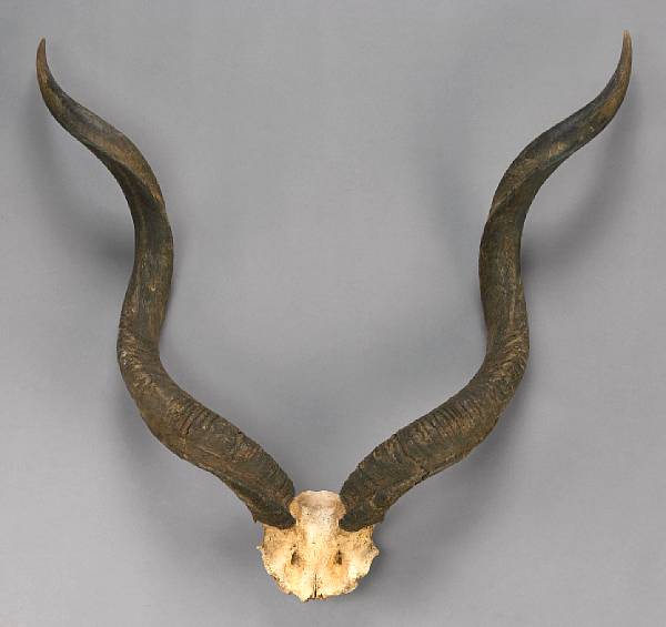 Appraisal: Greater Kudu Horns on Skullcap Tragelaphus strepsiceros South Africa The