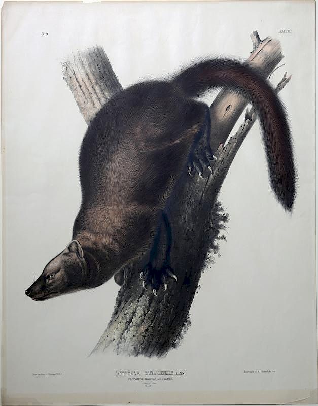 Appraisal: Audubon Quadrupeds Imperial Folio Pennant's Marten or Fisher Pennant's Marten