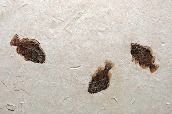 Appraisal: THREE FOSSIL SUNFISH Priscacara liops Eocene Green River Formation Wyoming