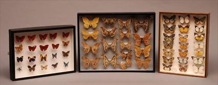 Appraisal: COLLECTION OF NATURAL HISTORY SPECIMENSIncluding a tortoise shell section of