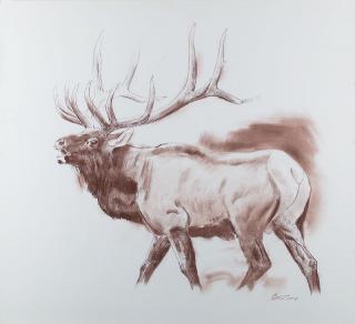 Appraisal: Bugling Elk by Ken Carlson Ken Carlson - conte crayon