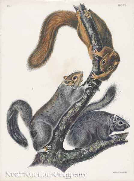 Appraisal: After John James Audubon American - Cat Squirrel No Plate