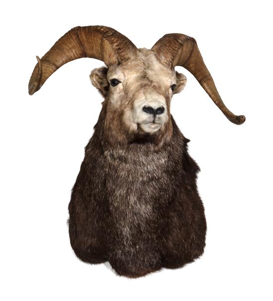 Appraisal: Sale Lot A Big Horn Sheep Shoulder Mount -