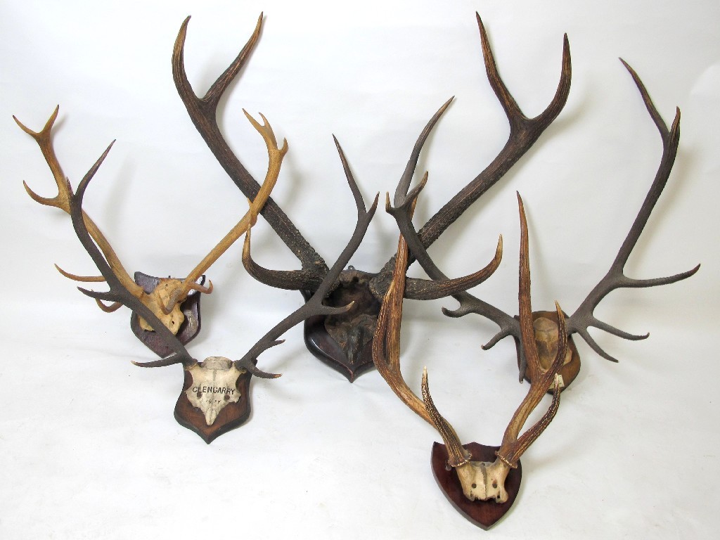 Appraisal: A pair of wall mounting antlers each antler with six