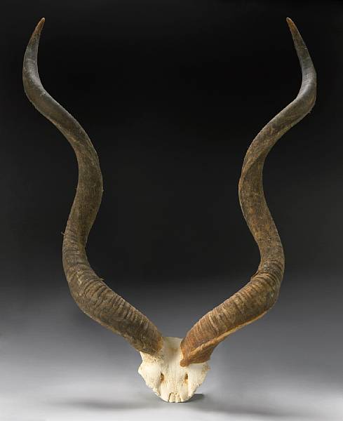 Appraisal: Greater Kudu Horns on Skullcap Tragelaphus strepsiceros Eastern and southern