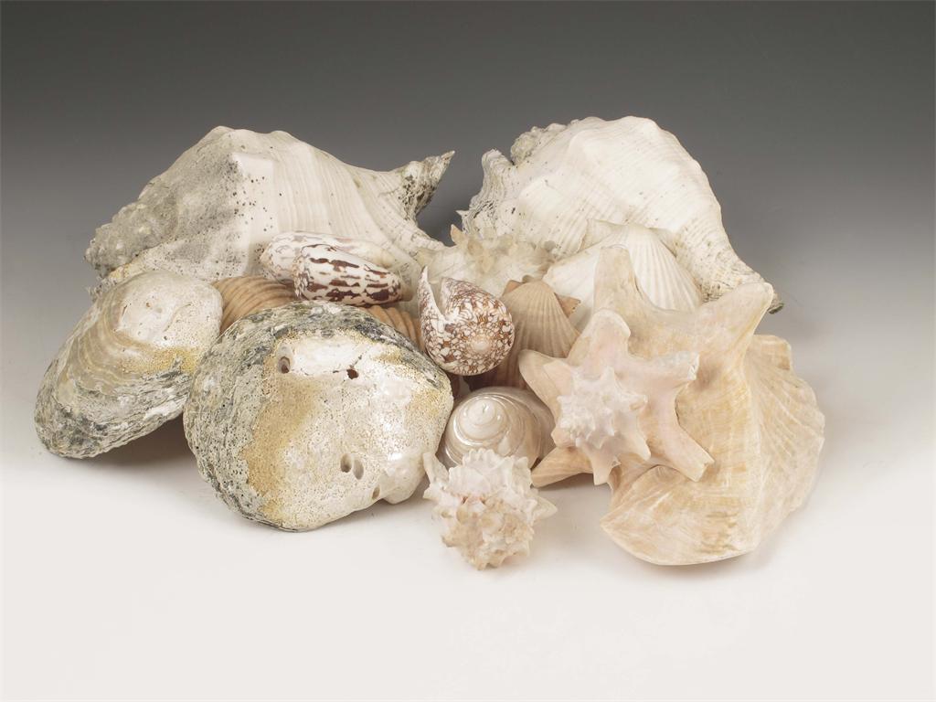 Appraisal: A collection of sea shells and coral A lot