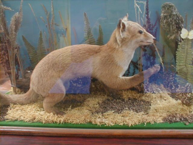 Appraisal: A cased taxidermy group of a fox cub and an