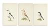 Appraisal: BIRDS Continental School Group of three ornithological drawings Watercolor on