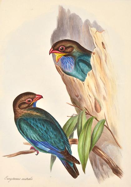 Appraisal: AFTER JOHN GOULD British - Three works i Eurystomus Australism