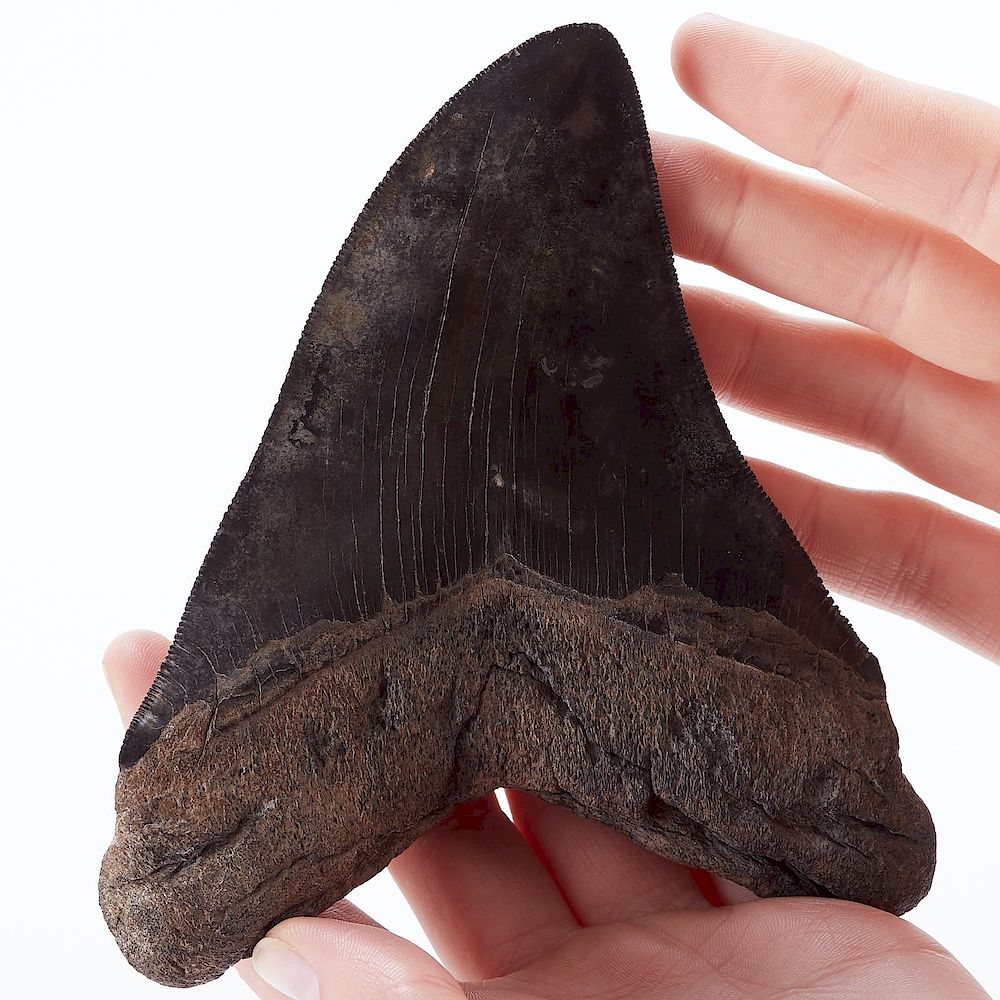 Appraisal: Large Hooked Megalodon Tooth One large black megalodon tooth fossil