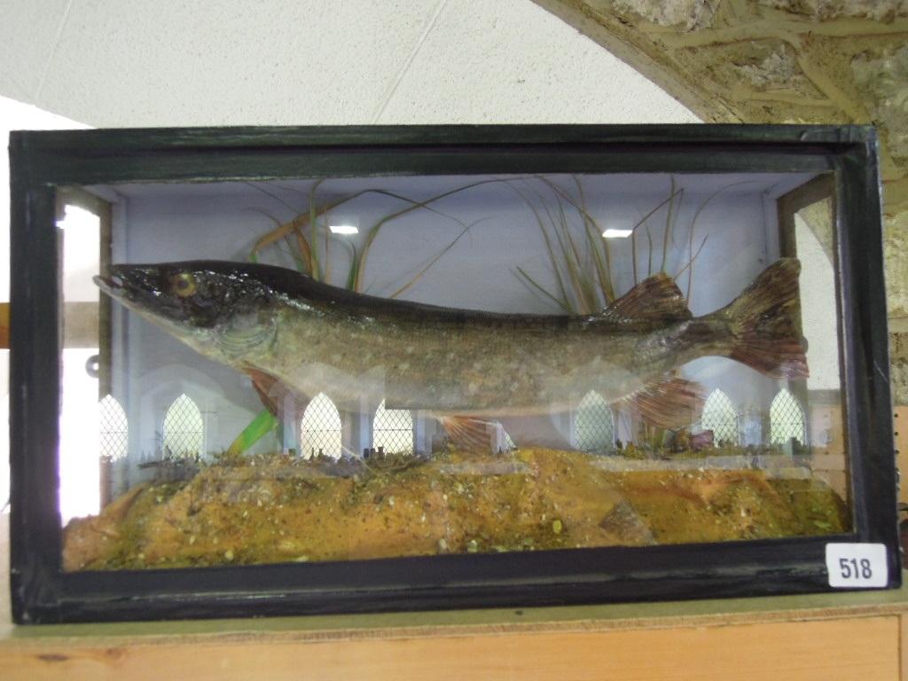 Appraisal: A fish trophy of a trout in a naturalistic setting