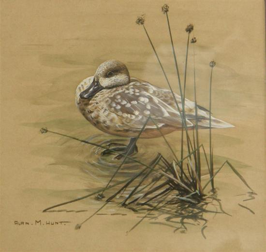 Appraisal: Alan M Hunt watercolour duck in shallow water signed Saleroom