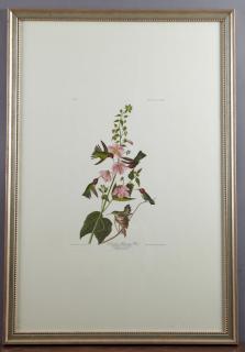 Appraisal: John James Audubon - Columbian Hummingbird No Plate Amsterdam edition