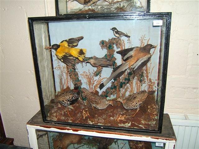 Appraisal: A CASE CONTAINING SEVEN TROPICAL BIRDS four perched on lichen