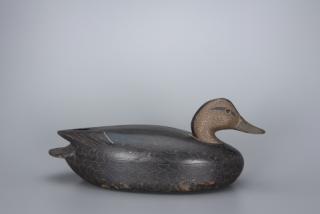 Appraisal: Black Duck John W McLoughlin Black Duck John W McLoughlin