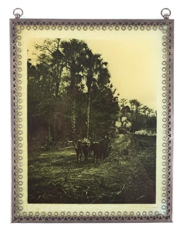 Appraisal: Photographic transparency of a team of oxen and a Florida