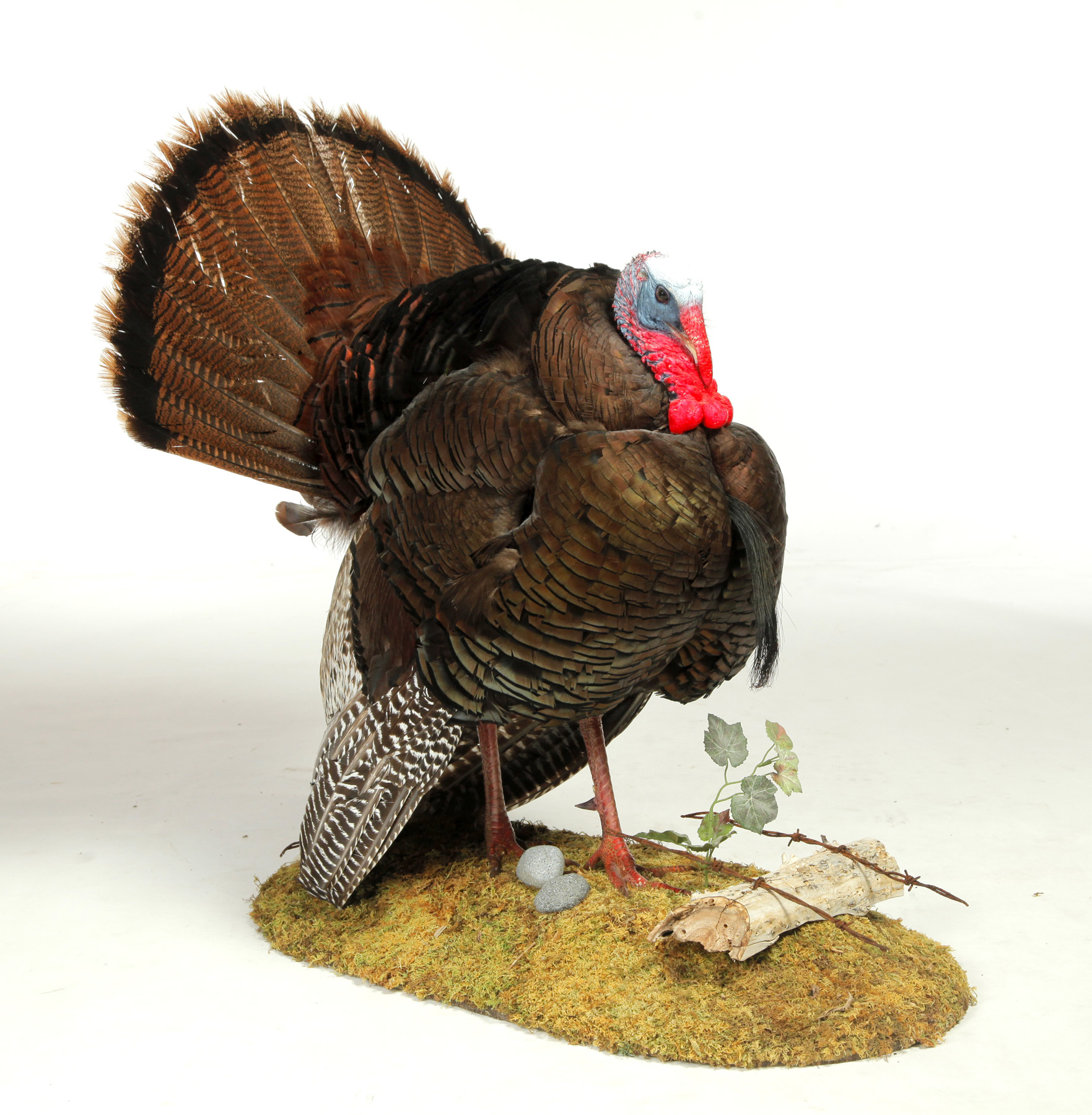 Appraisal: TAXIDERMY MOUNT American th century Turkey on scenic mount h