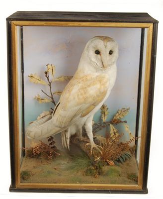 Appraisal: A cased barn owl perched on a branch in cm