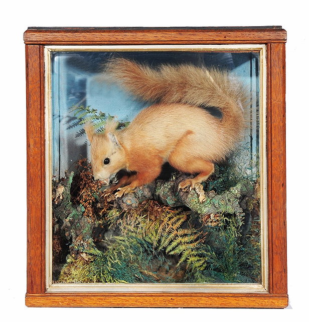 Appraisal: Taxidermy -Red squirrel its tail cocked and with hazelnut in