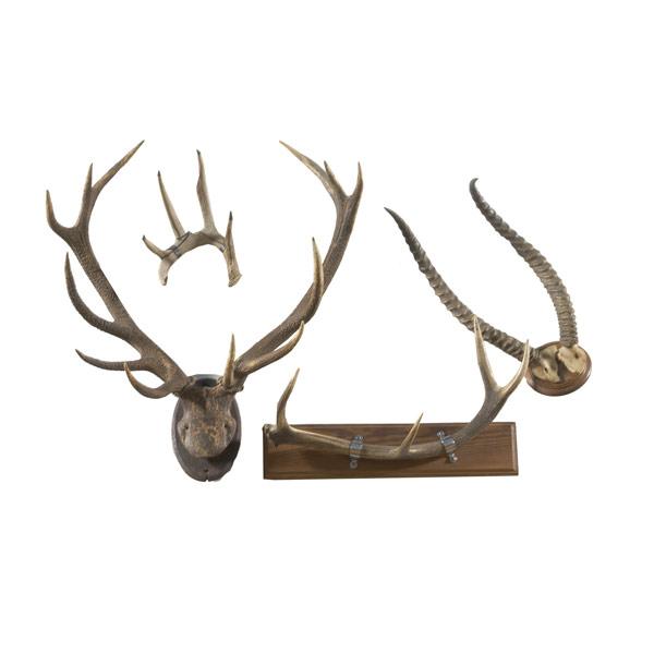 Appraisal: ANTLER COLLECTION Grouping of four of various species