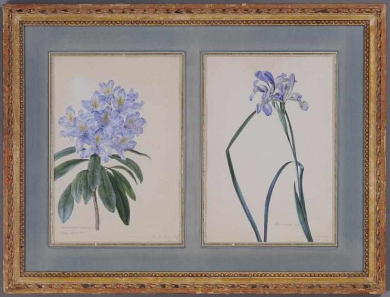 Appraisal: FRANZ X GRUBER AUSTRIAN - RHODODENDRON PONTICUM AND IRIS ACUTA