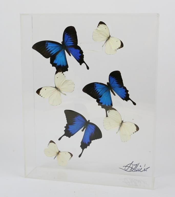 Appraisal: mounted butterflies in plexiglass case Blue Swallowtails and Great Southern