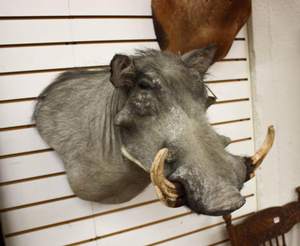 Appraisal: AFRICAN WARTHOG TAXIDERMY MOUNT a head shoulder mount with tusks