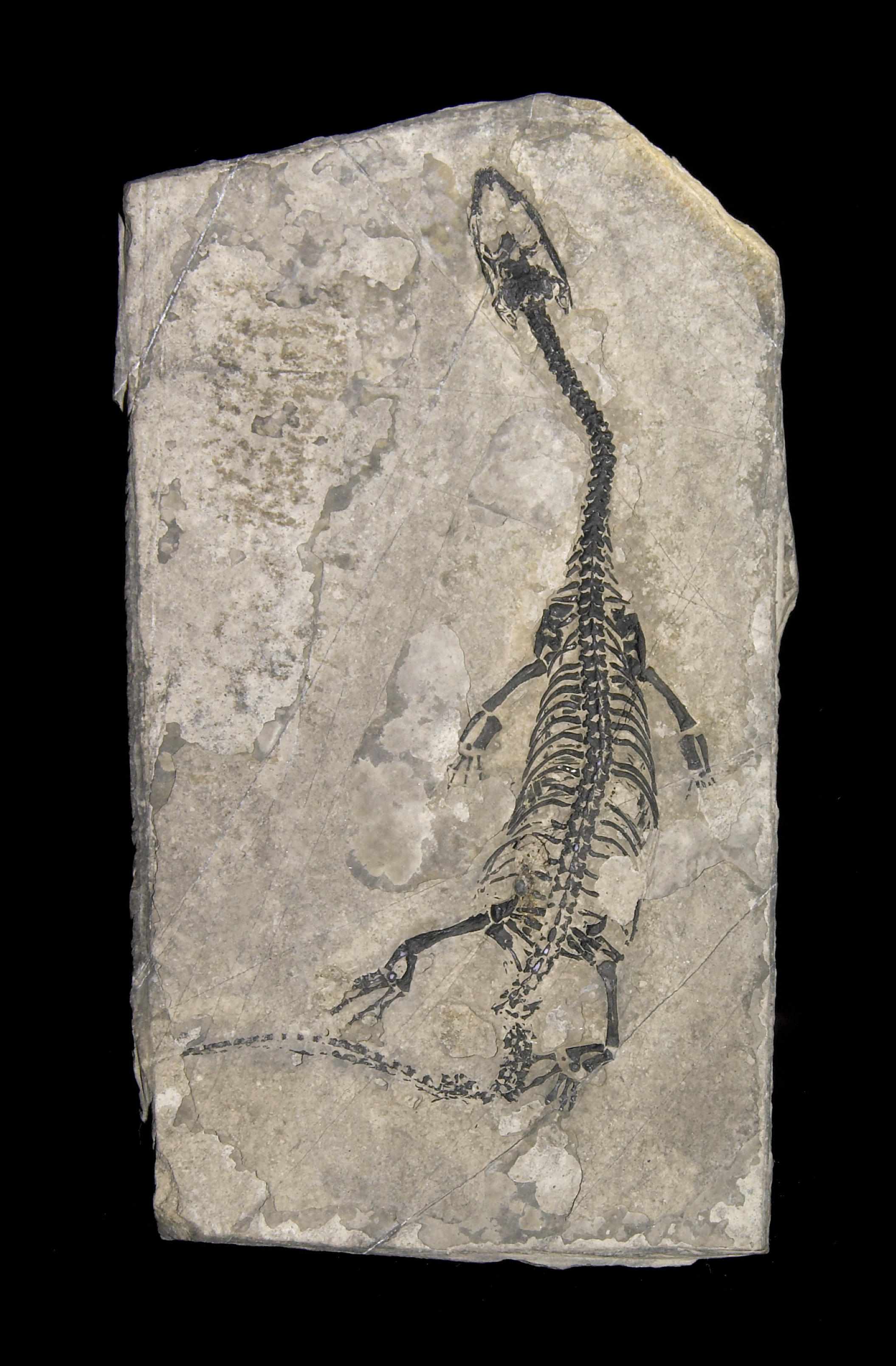 Appraisal: Without Reserve Marine Reptile Keichousaurus huiTriassicCentral AsiaKeichousaurus was an early