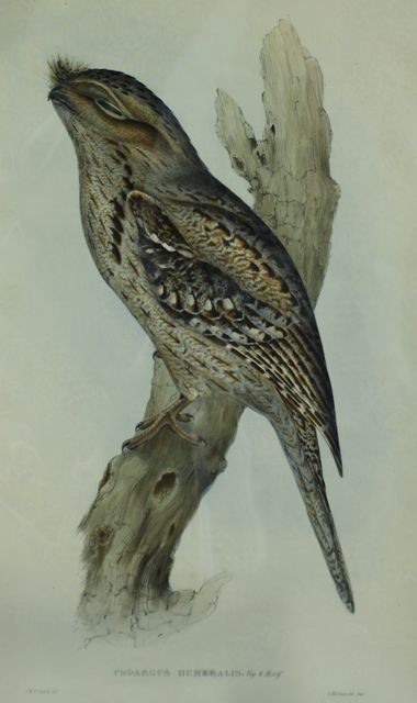 Appraisal: Tawny-shouldered Podargus Podargus Humeralis Lithograph by Elizabeth Gould