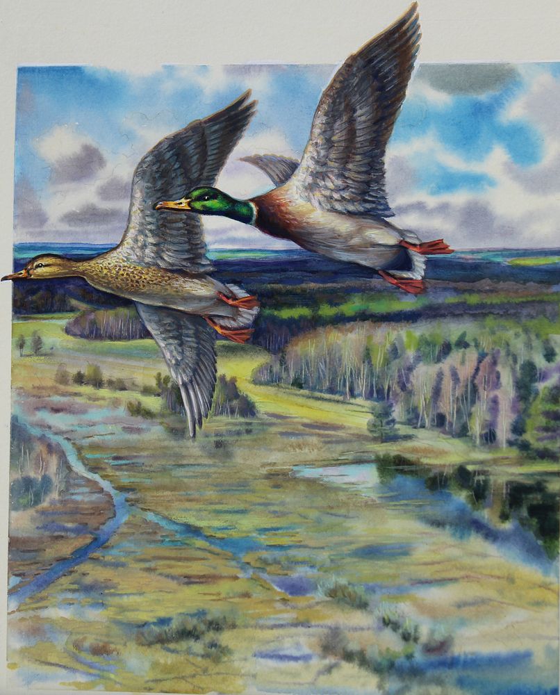 Appraisal: Ivan Kozlov B Mallard Ivan Kozlov B USSR Duck Conservation