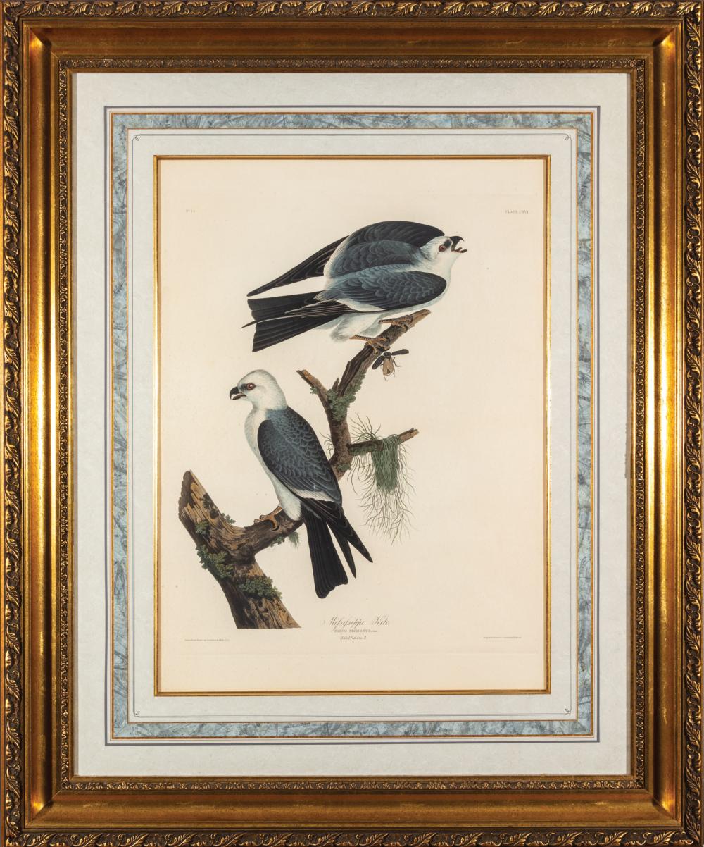 Appraisal: John James Audubon American - Mississippi Kite Plate CXVII hand-colored