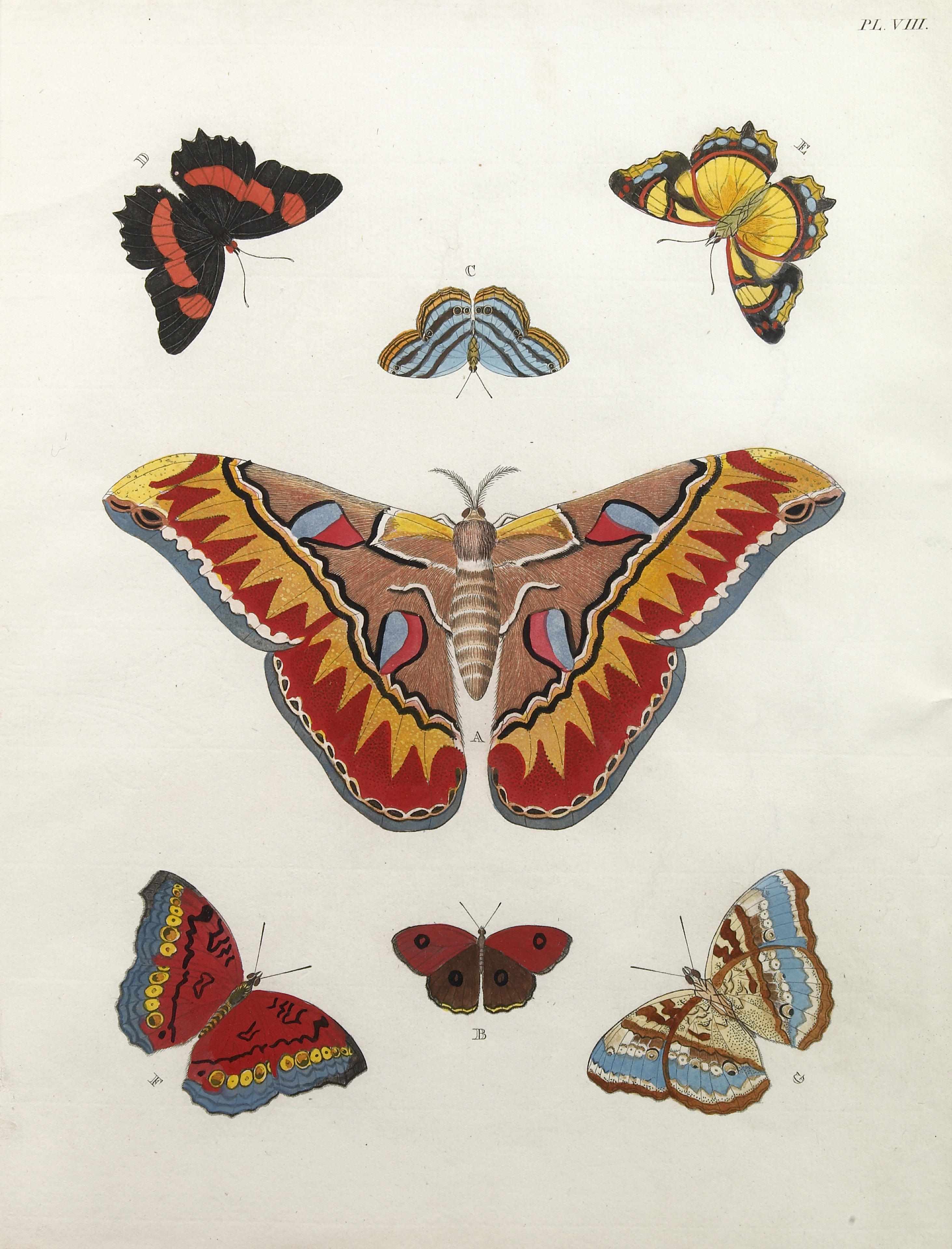 Appraisal: A group of eight handcolored engravings of butterflies and moths