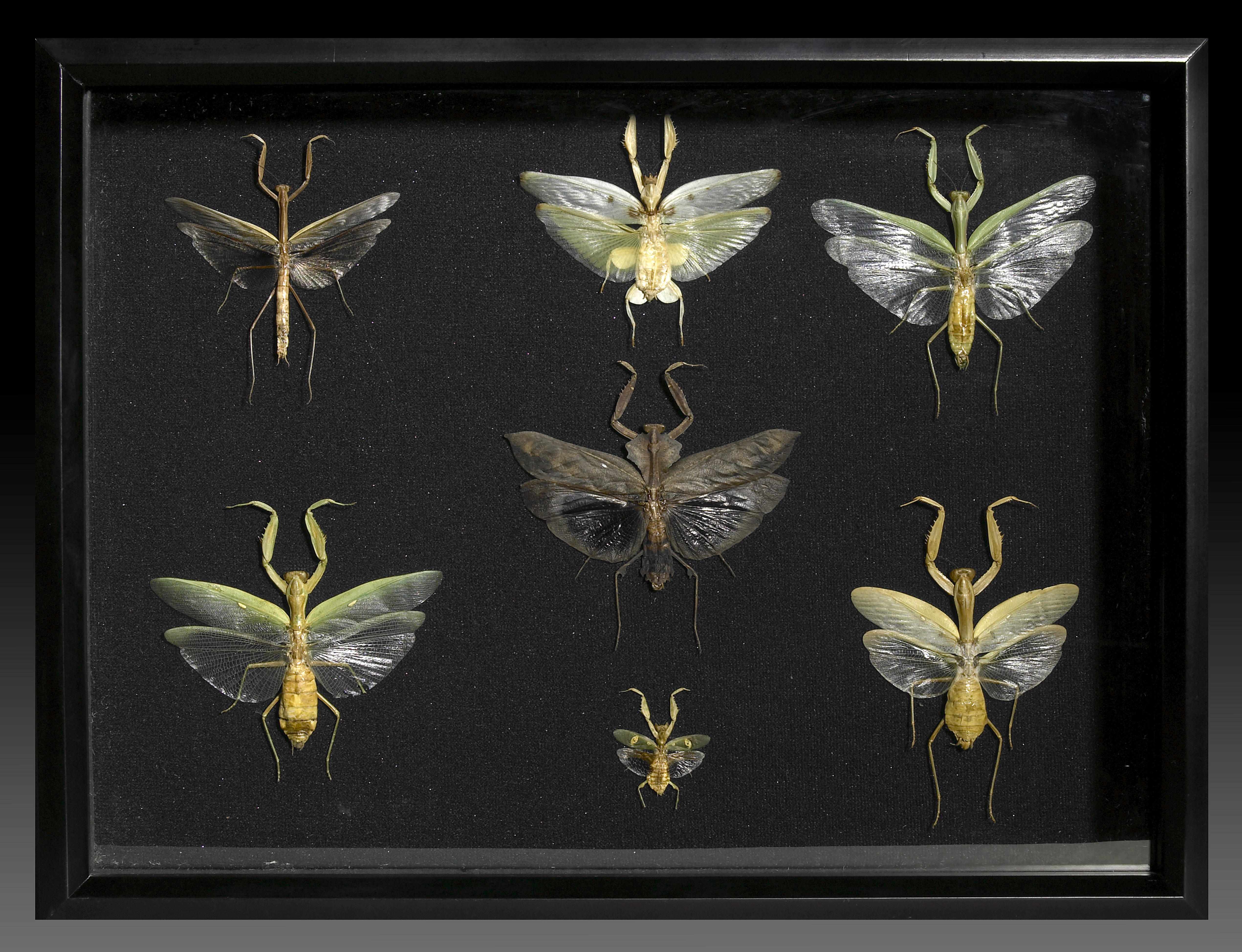 Appraisal: Framed Mantis Collection MantidaeIndonesiaThe Mantidae are an order of insects