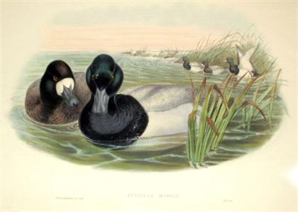 Appraisal: pieces Hand-Colored Lithographs Gould John Waterfowl Fuligula Marila Scaup Duck