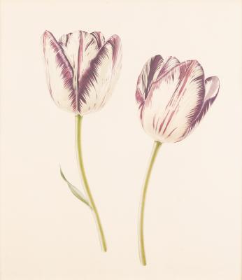 Appraisal: Rory McEwen British - Two Tulips signed and dated numbered