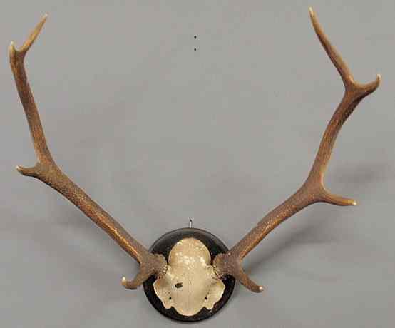 Appraisal: Large Continental stag horn mount with carved circular base h