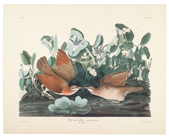 Appraisal: BIRDS Audubon John James Key-west Dove Plate CLXVII Hand-colored lithographed