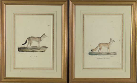 Appraisal: German School th Century Foxes pair of hand-colored lithographs by