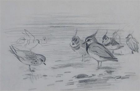 Appraisal: ARCHIBALD THORBURN SCOTTISH - WINTER LAPWINGS AND GOLDEN PLOVER Pencil